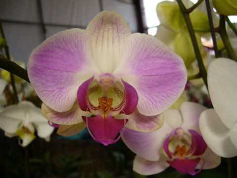 伟德bv国际体育