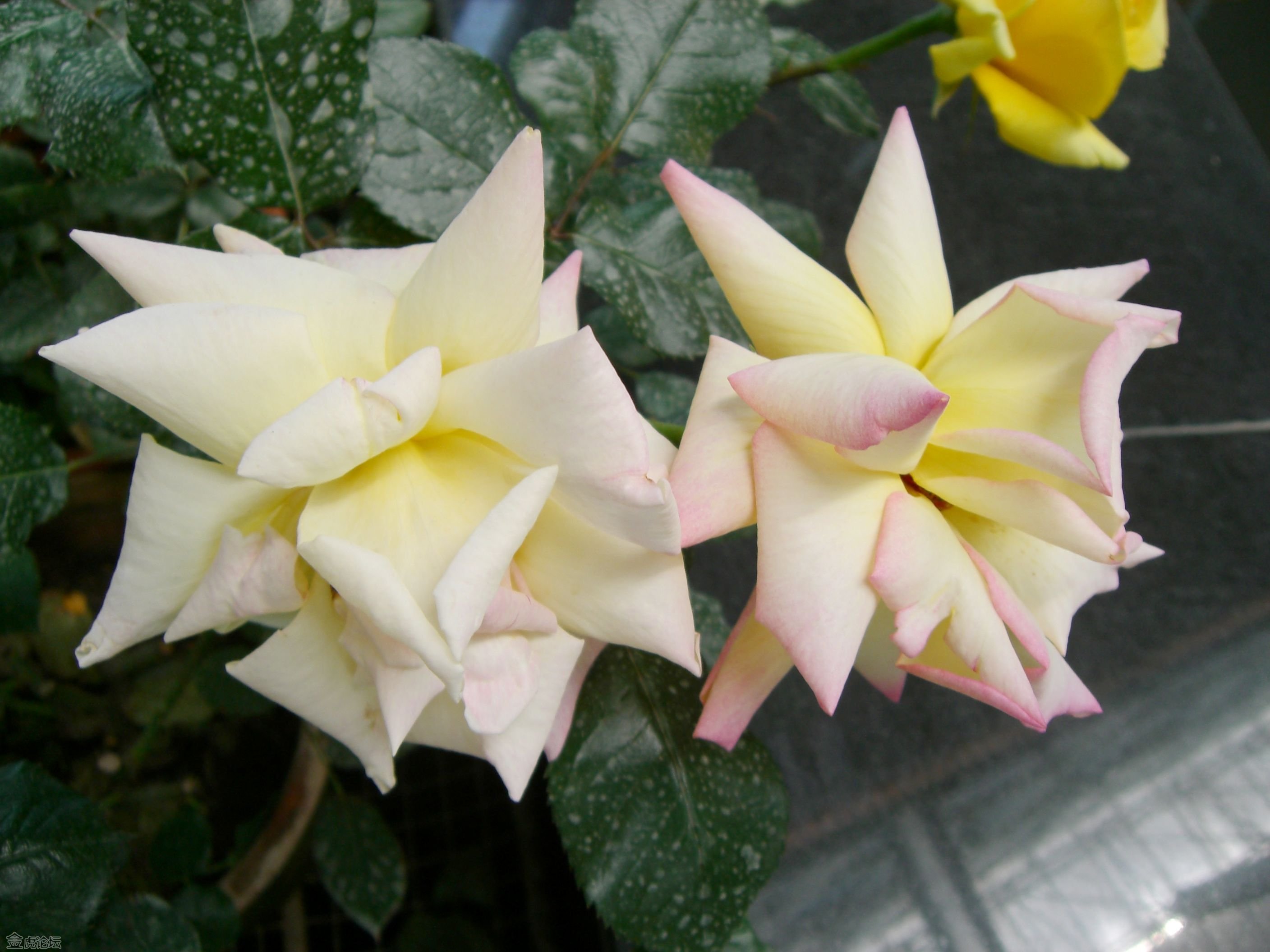 伟德bv国际体育