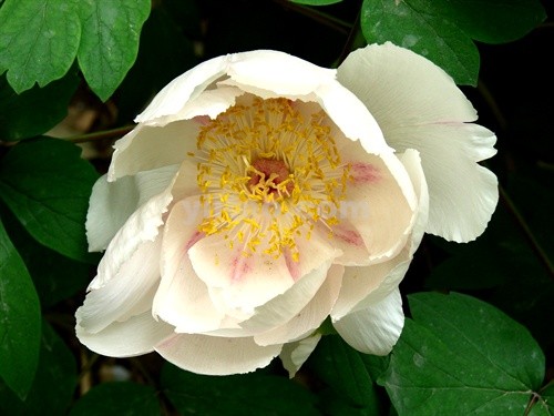 伟德bv国际体育