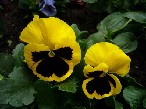 伟德bv国际体育