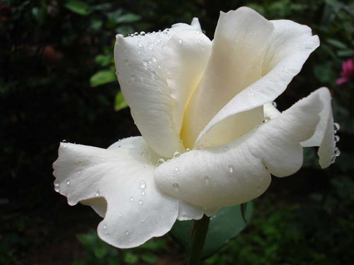 伟德bv国际体育