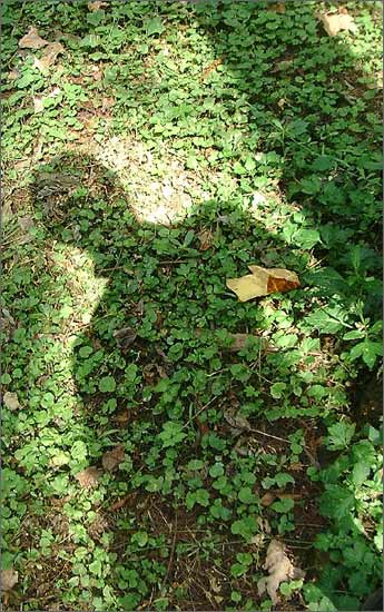 伟德bv国际体育