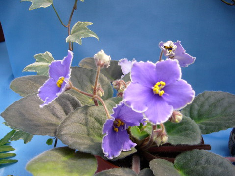 伟德bv国际体育