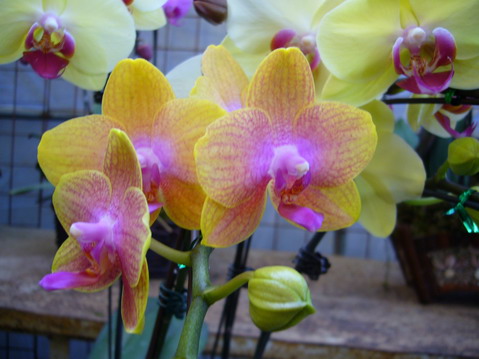 伟德bv国际体育