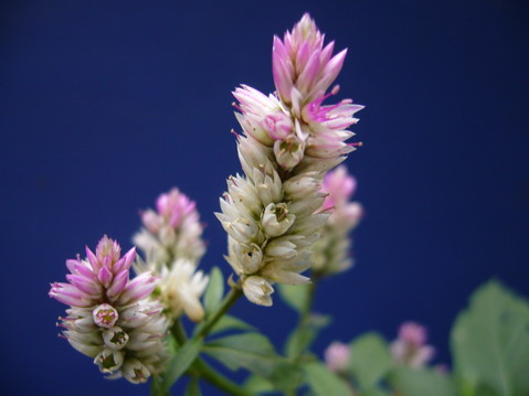 伟德bv国际体育