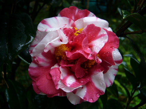 伟德bv国际体育