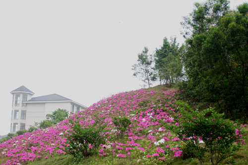 伟德bv国际体育