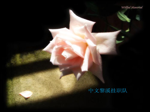 伟德bv国际体育