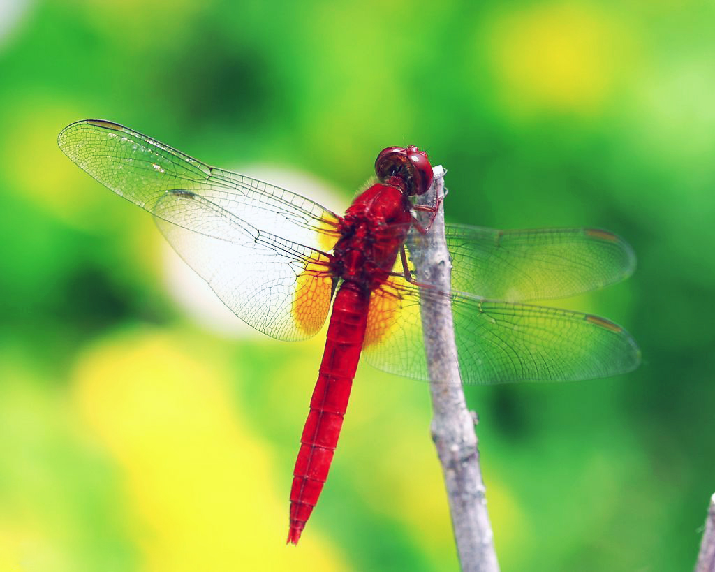 伟德bv国际体育