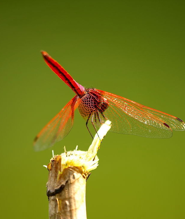 伟德bv国际体育