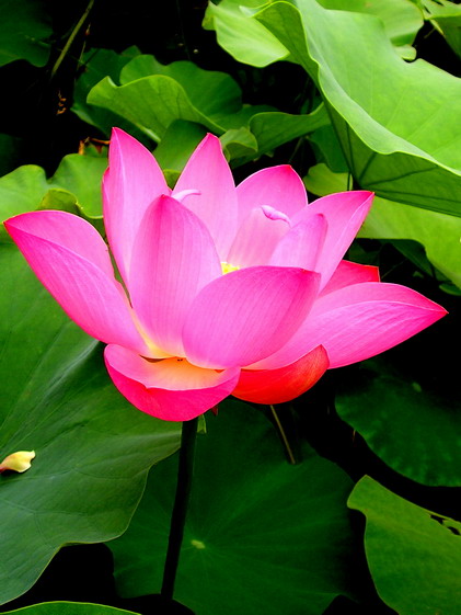 伟德bv国际体育