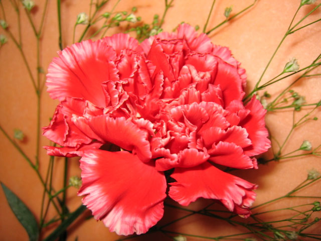 伟德bv国际体育