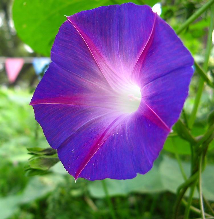 伟德bv国际体育