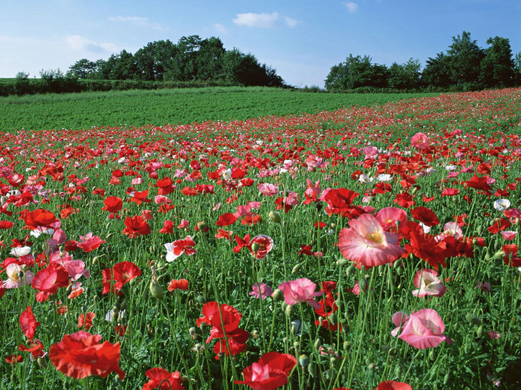 伟德bv国际体育