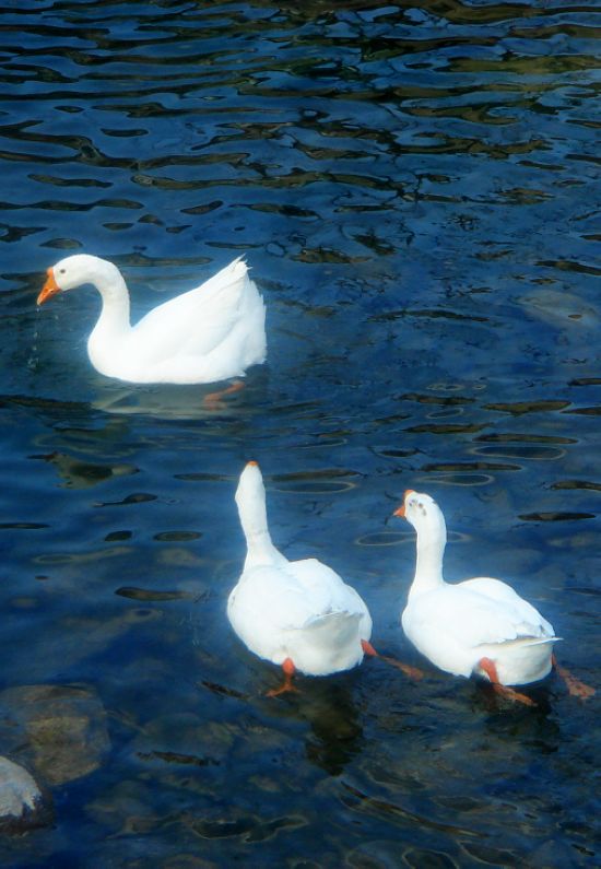 伟德bv国际体育