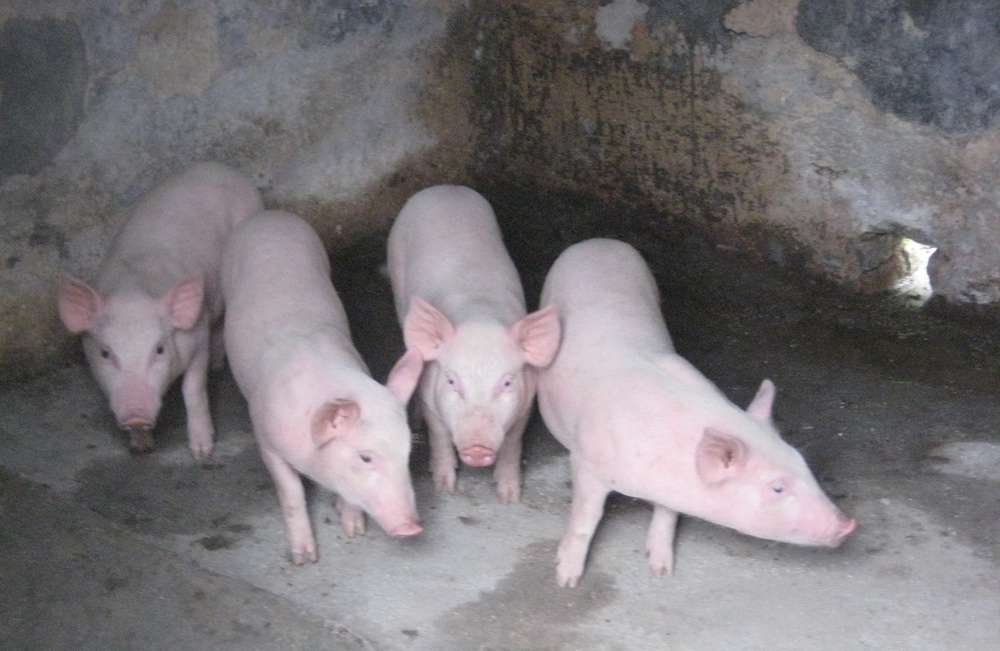 资助农户的猪苗已经入栏