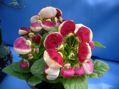 伟德bv国际体育