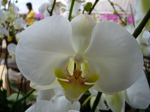 伟德bv国际体育